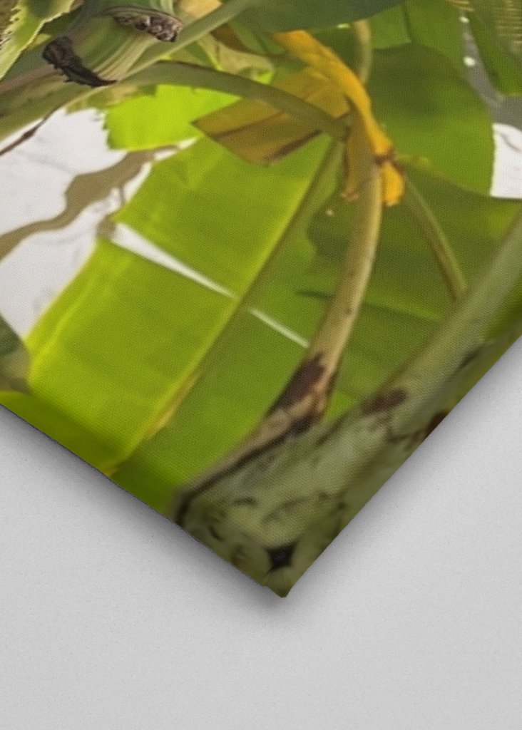 Banana Tree in Thailand