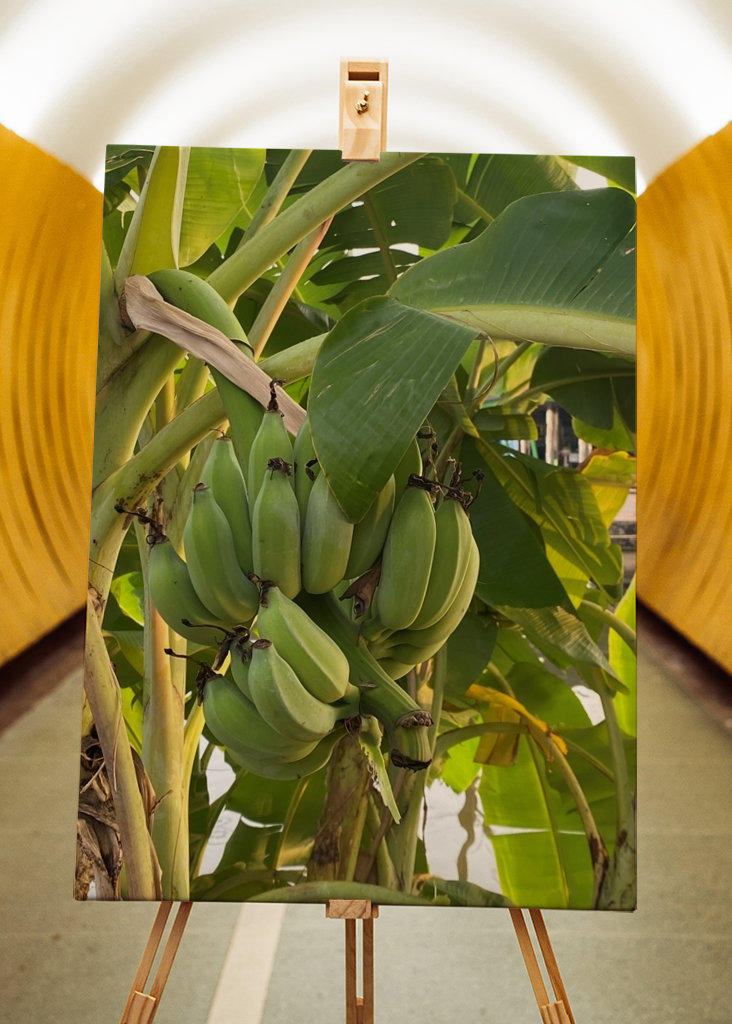 Banana Tree in Thailand