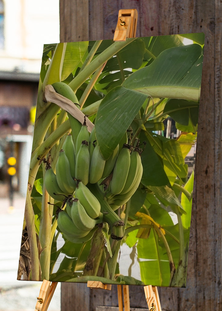 Banana Tree in Thailand