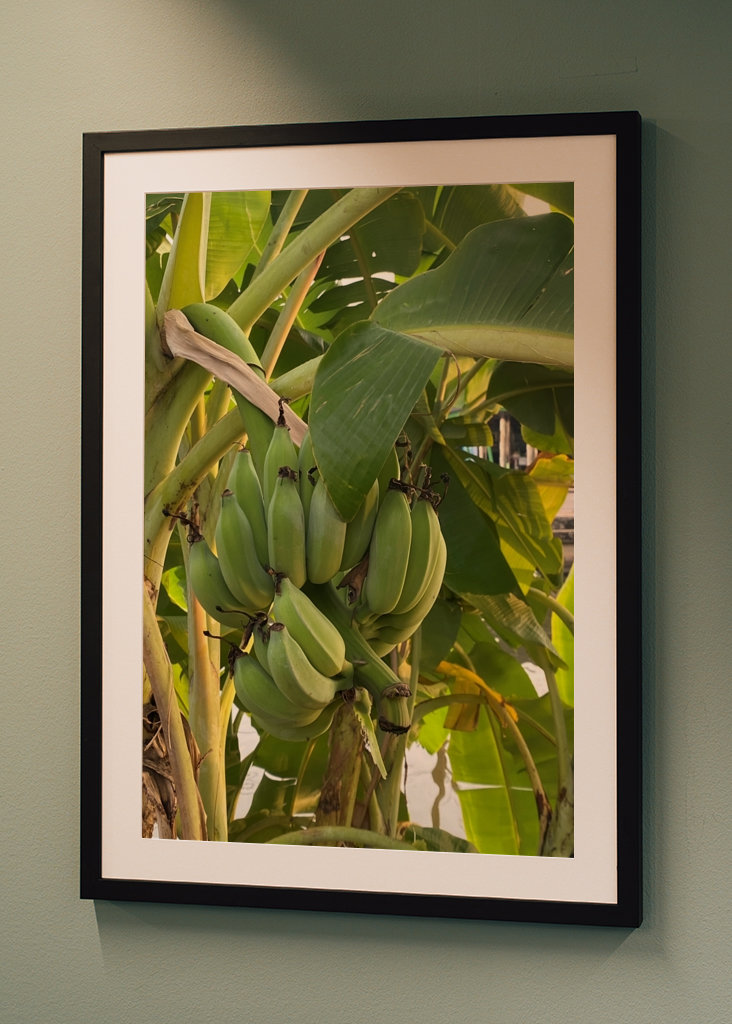 Banana Tree in Thailand