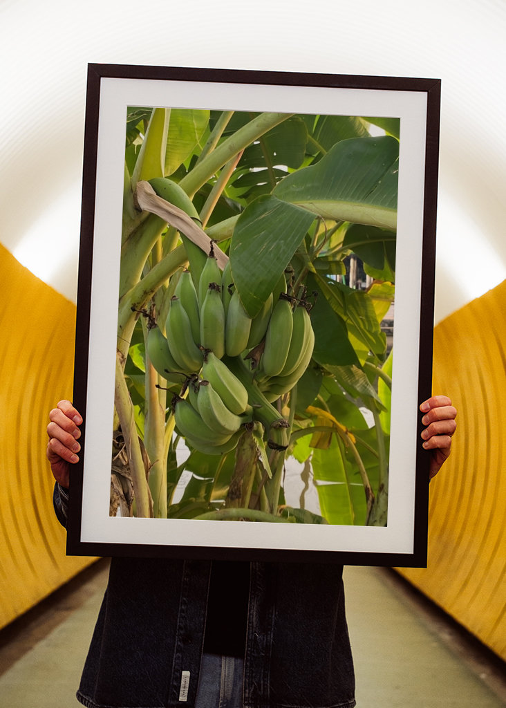 Banana Tree in Thailand