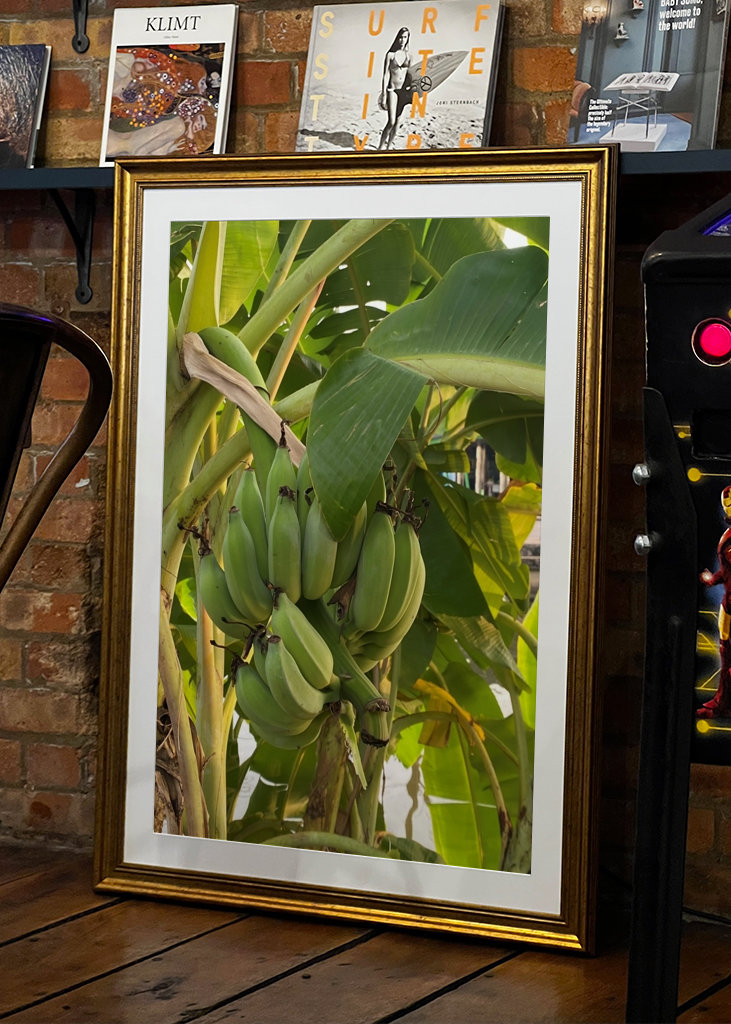 Banana Tree in Thailand