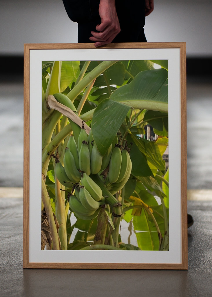 Banana Tree in Thailand