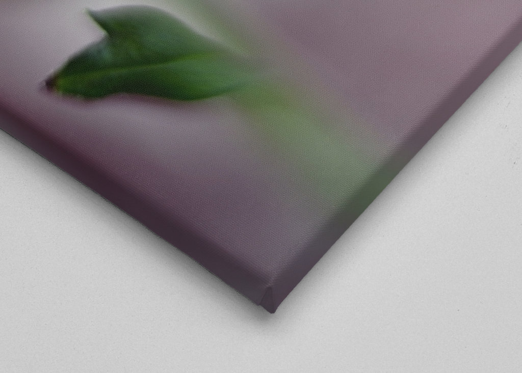 Hvor drømme går i opfyldelse