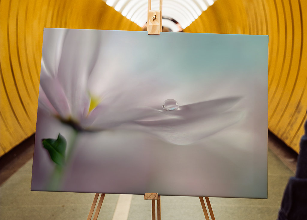 Hvor drømme går i opfyldelse