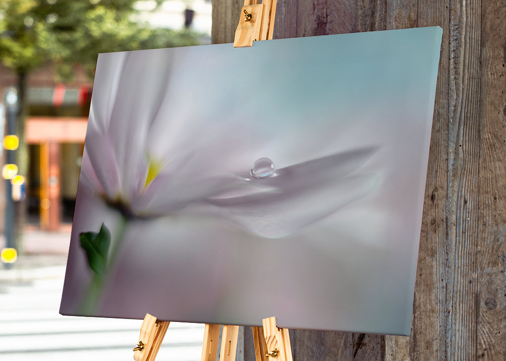 Hvor drømme går i opfyldelse