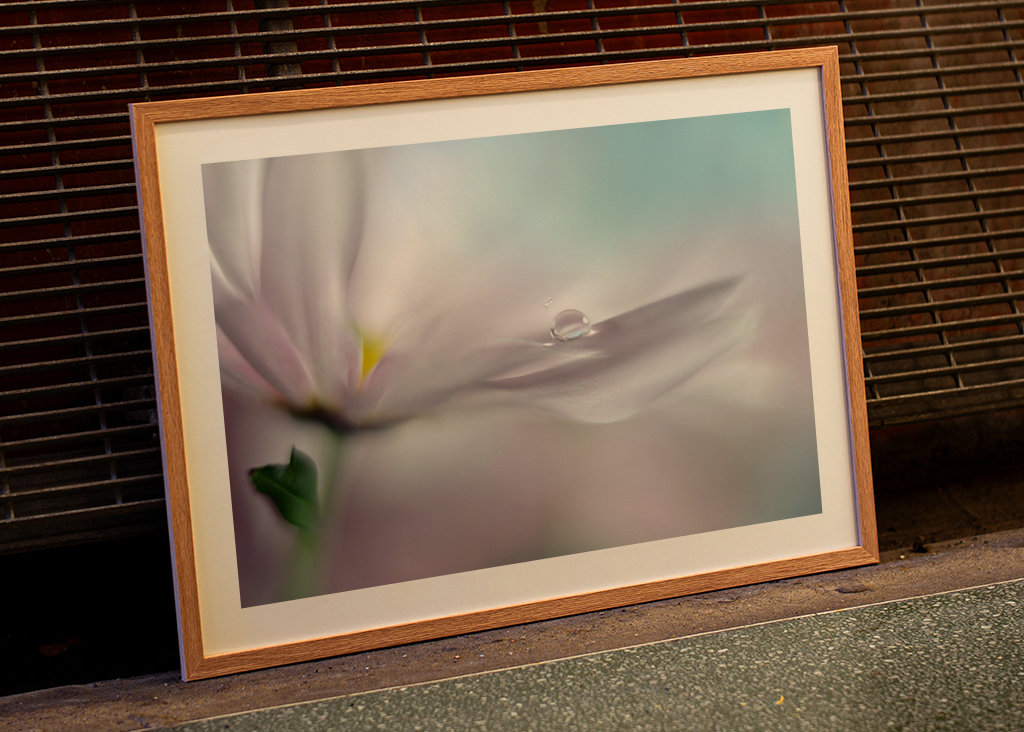 Hvor drømme går i opfyldelse