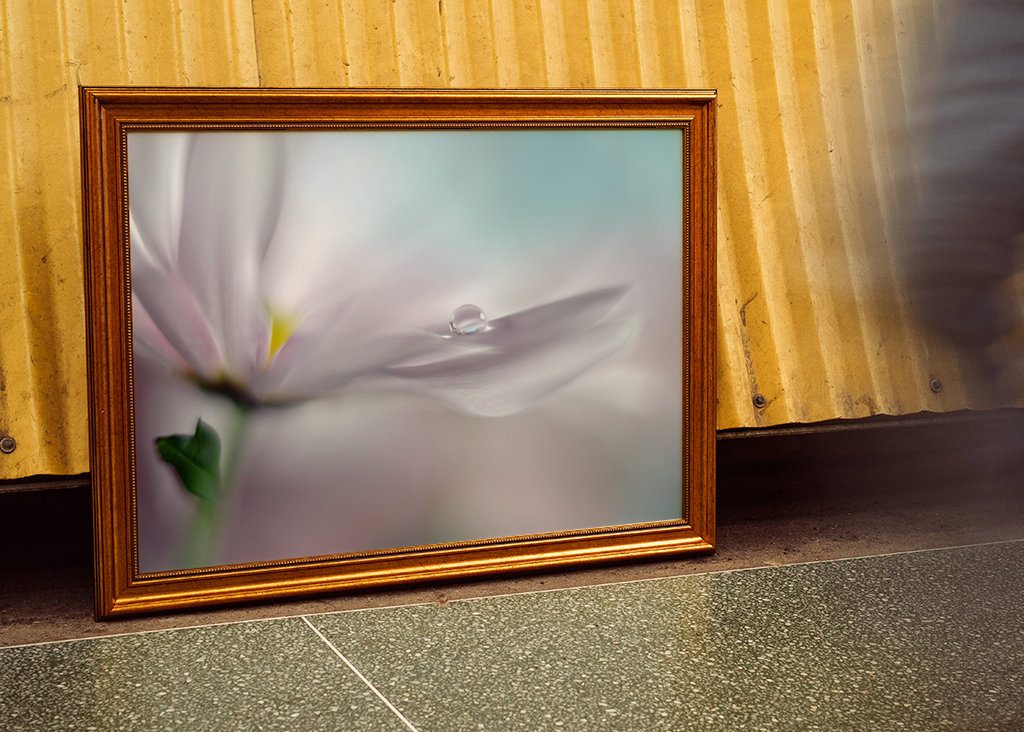 Hvor drømme går i opfyldelse