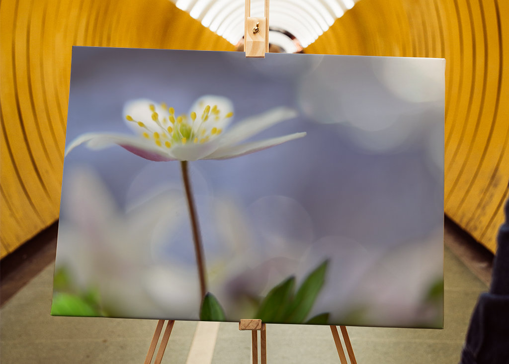 Lilla forår. Lille forår