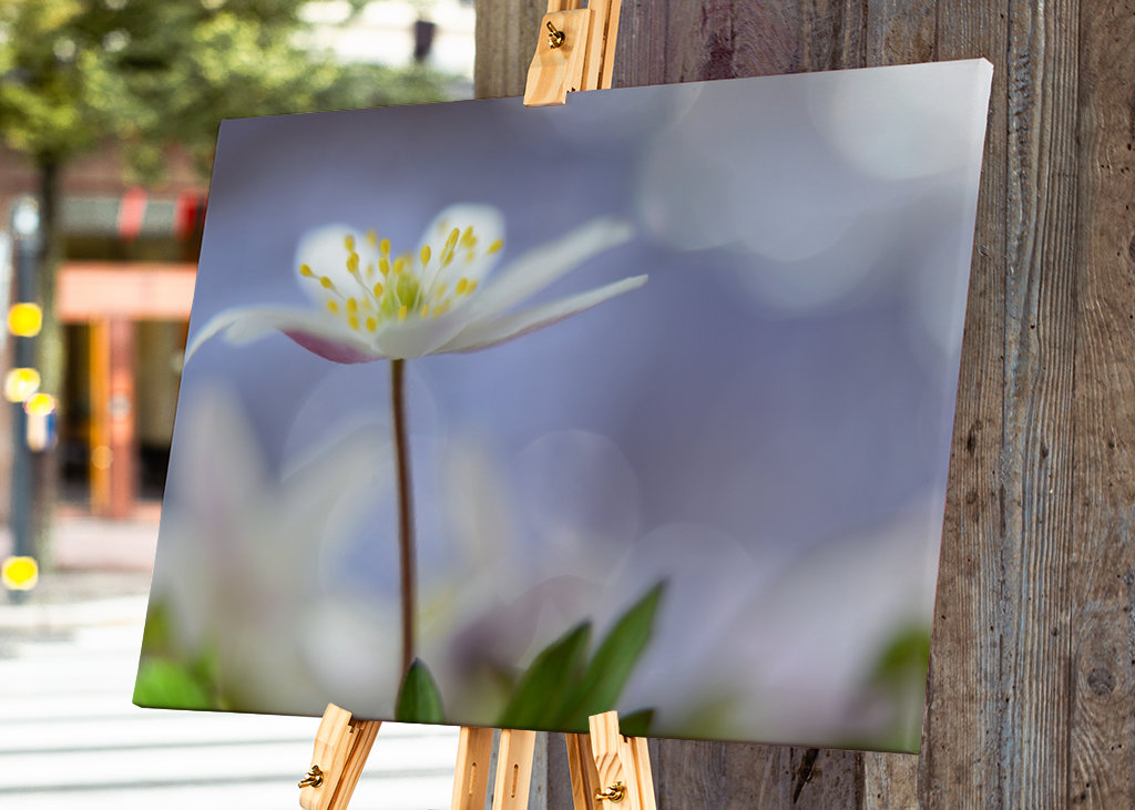 Lilla forår. Lille forår