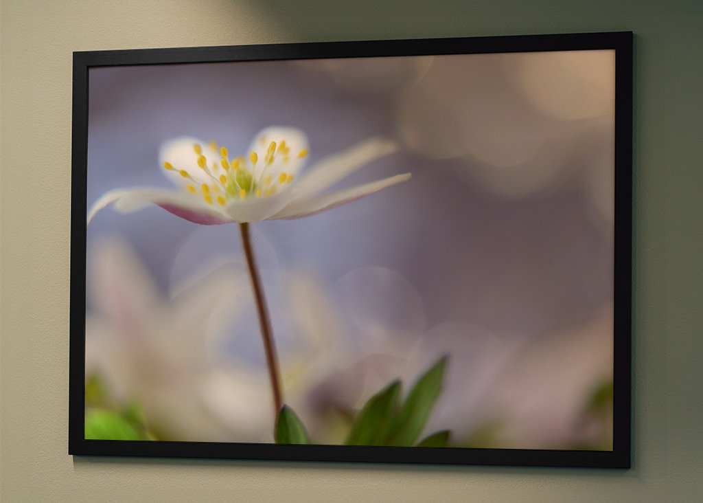 Lilla forår. Lille forår