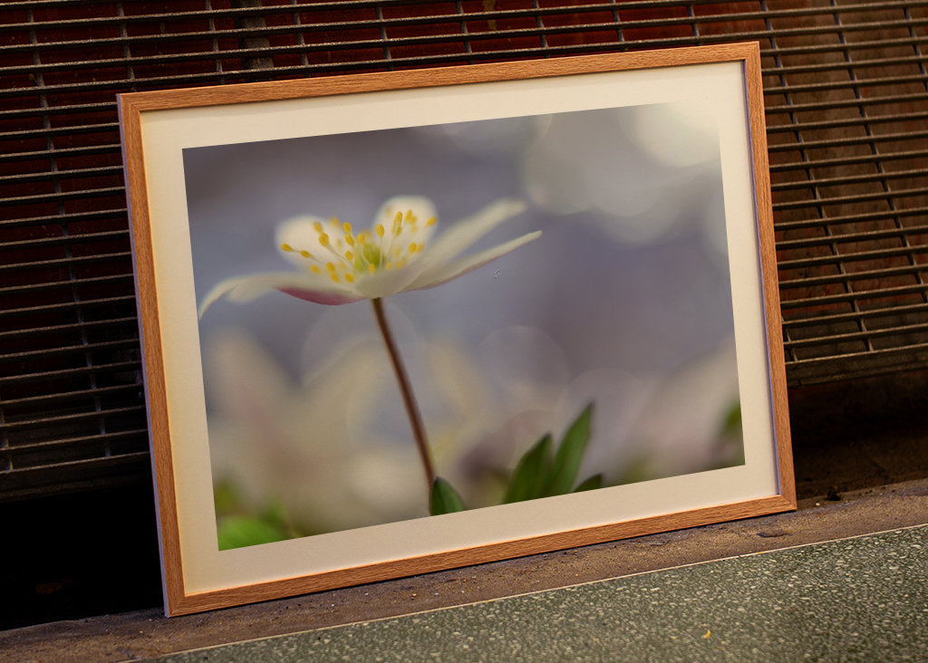 Lilla forår. Lille forår