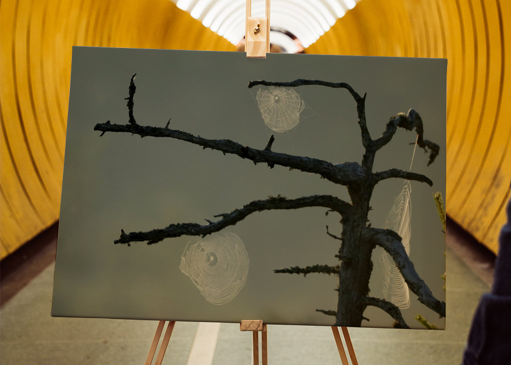 L’aube sur le marais