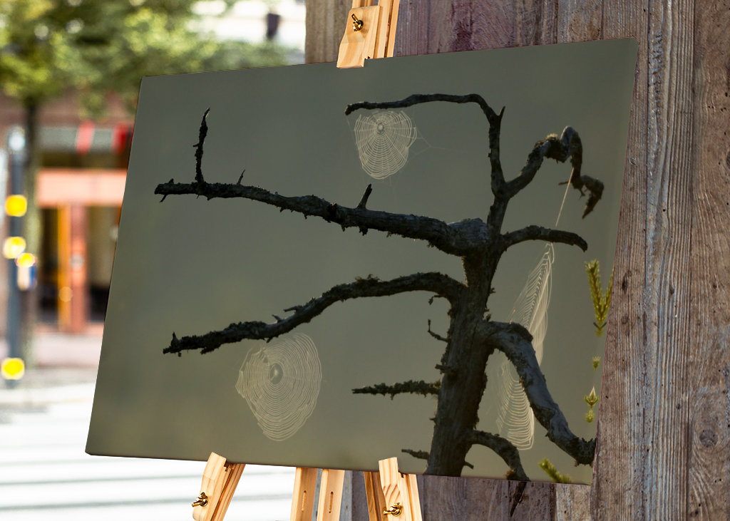 L’aube sur le marais