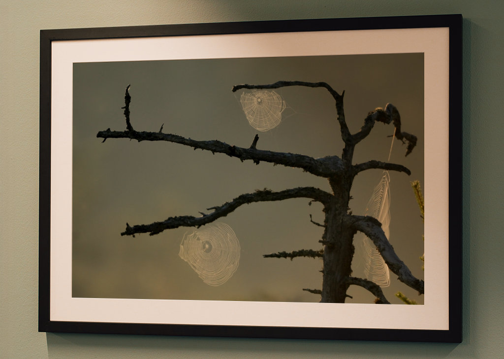 L’aube sur le marais