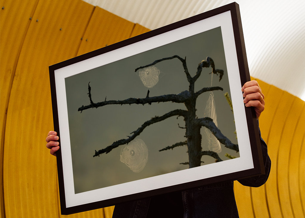 L’aube sur le marais