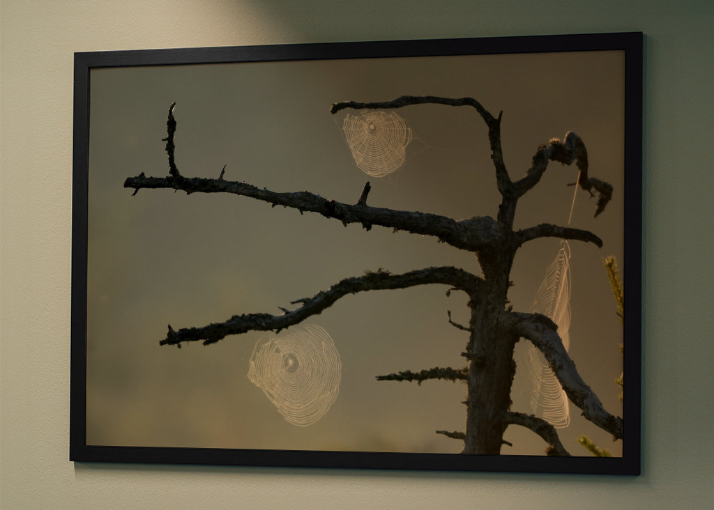 L’aube sur le marais