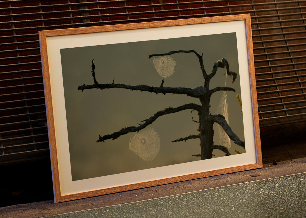 L’aube sur le marais