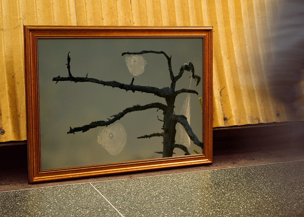 L’aube sur le marais