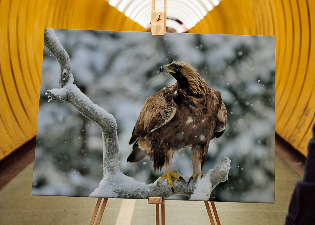 Aigle royal dans le paysage hivernal