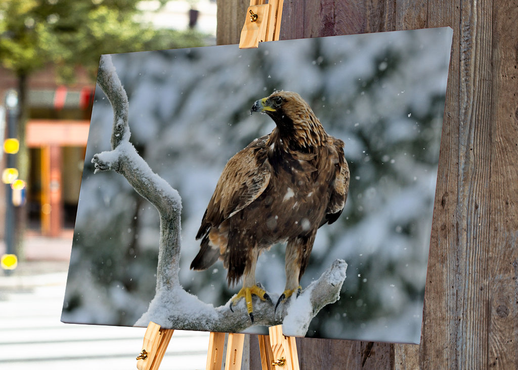 Aigle royal dans le paysage hivernal