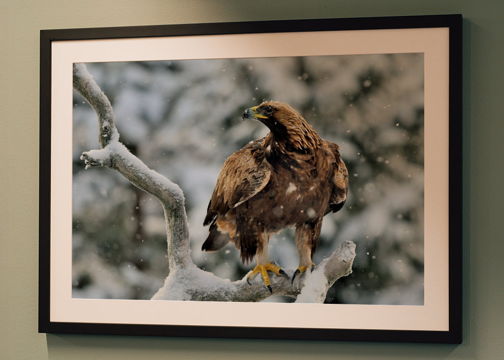 Aigle royal dans le paysage hivernal