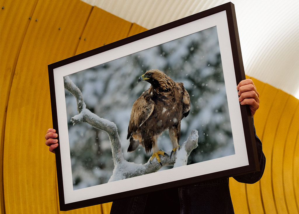 Aigle royal dans le paysage hivernal