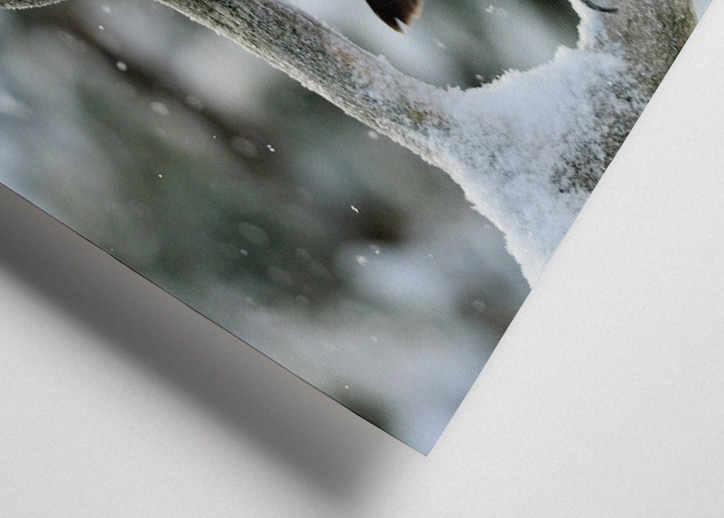 Aigle royal dans le paysage hivernal