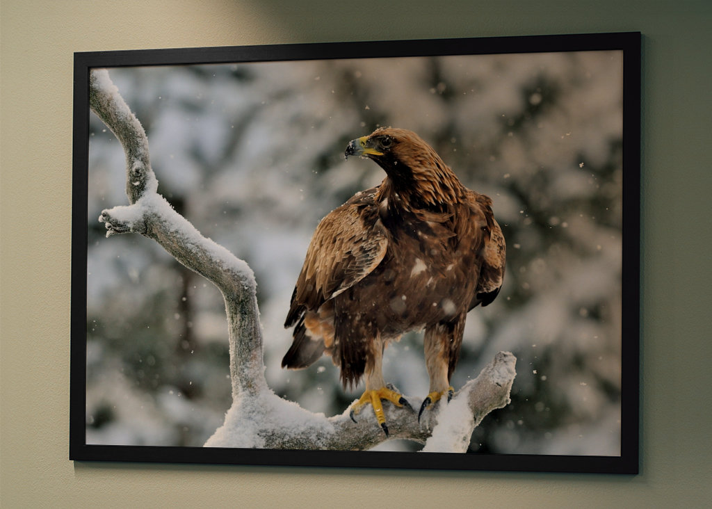 Aigle royal dans le paysage hivernal