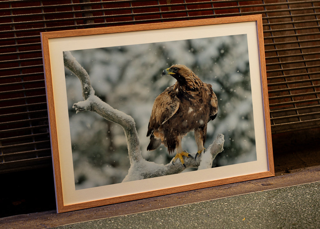 Aigle royal dans le paysage hivernal