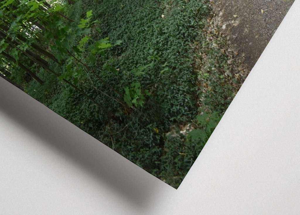 Uma trilha em uma floresta caducifólia