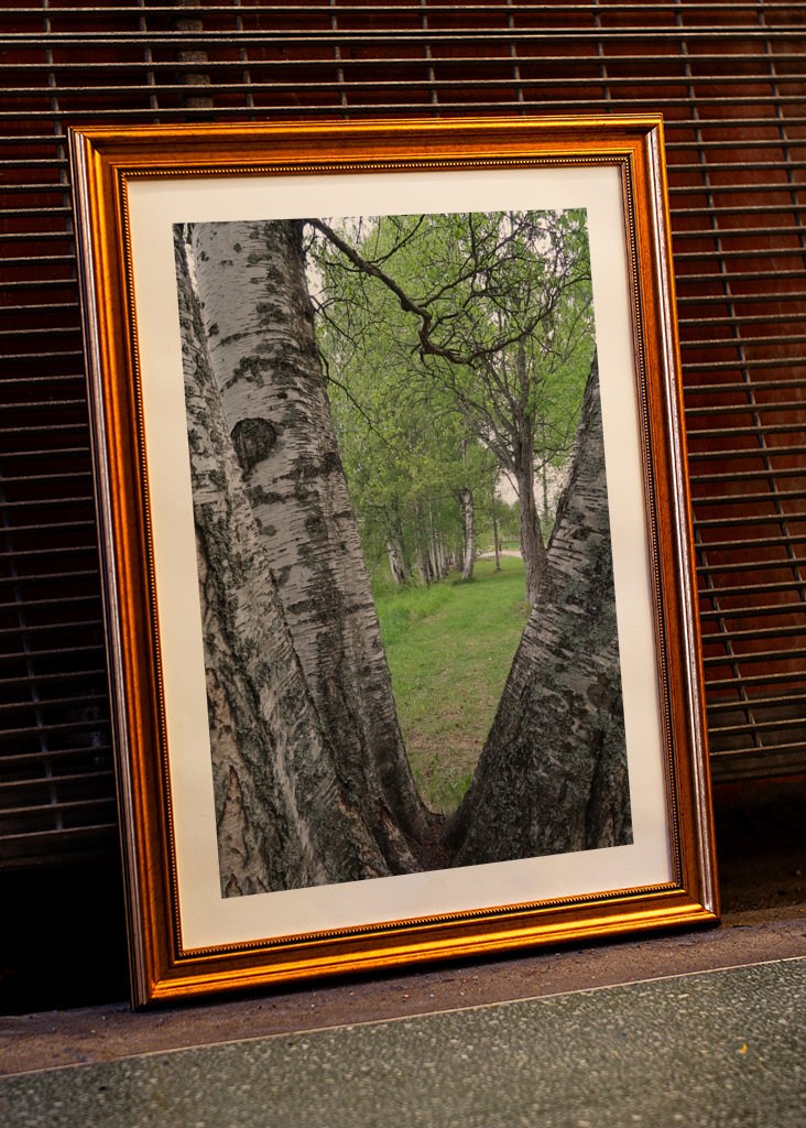 View through birch bark 