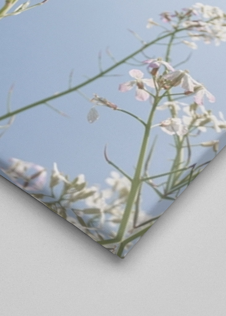 Hvite blomster blå himmel.