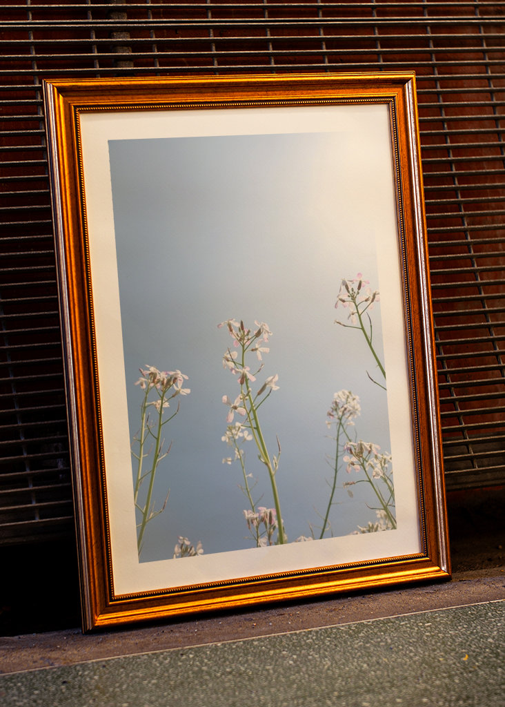 Hvite blomster blå himmel.