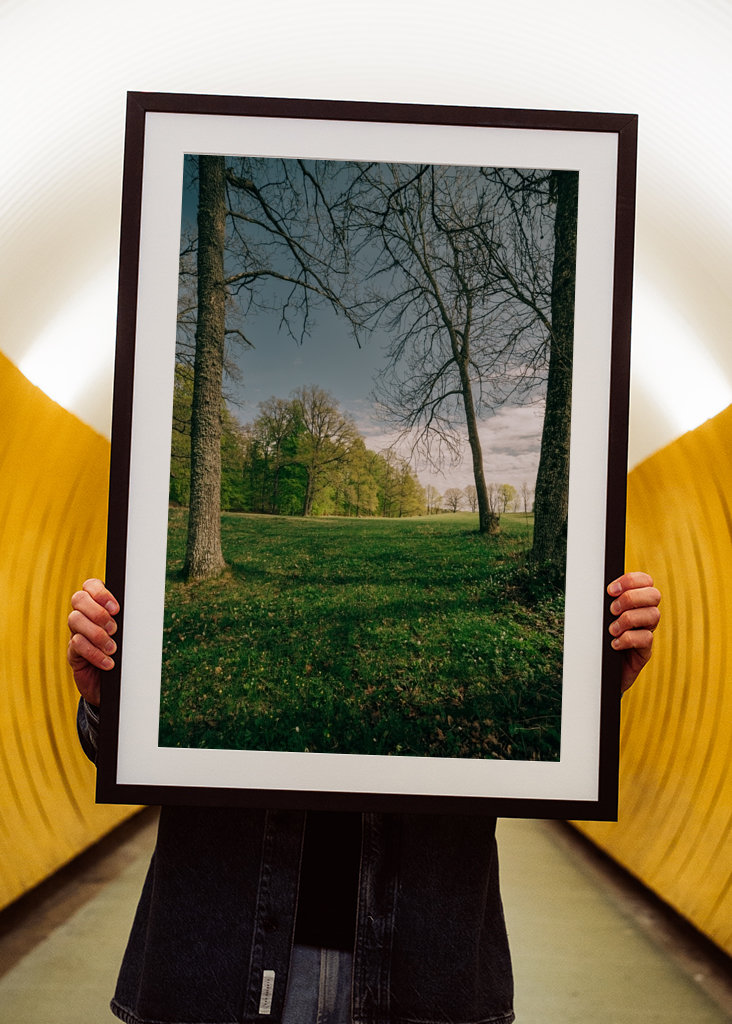 Bonitos árboles en primavera