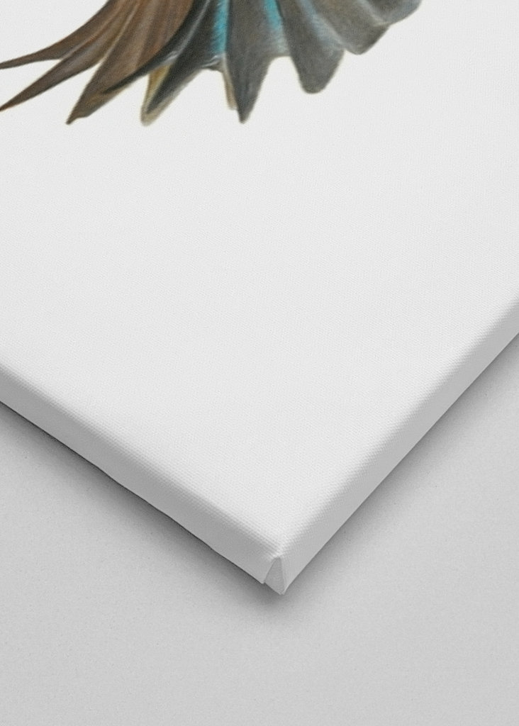 Kingfisher starts it's dive