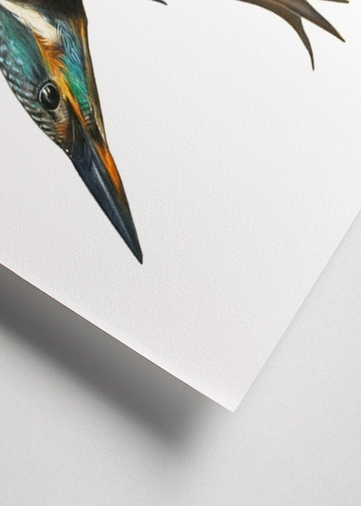 Kingfisher starts it's dive