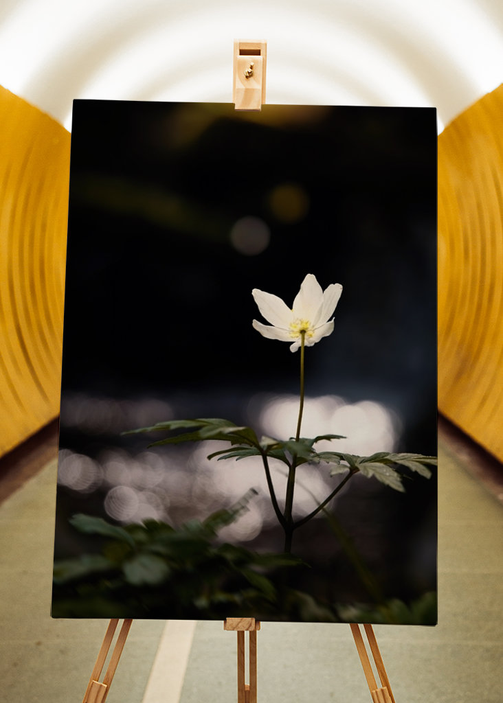 Anemoni in riva al fiume