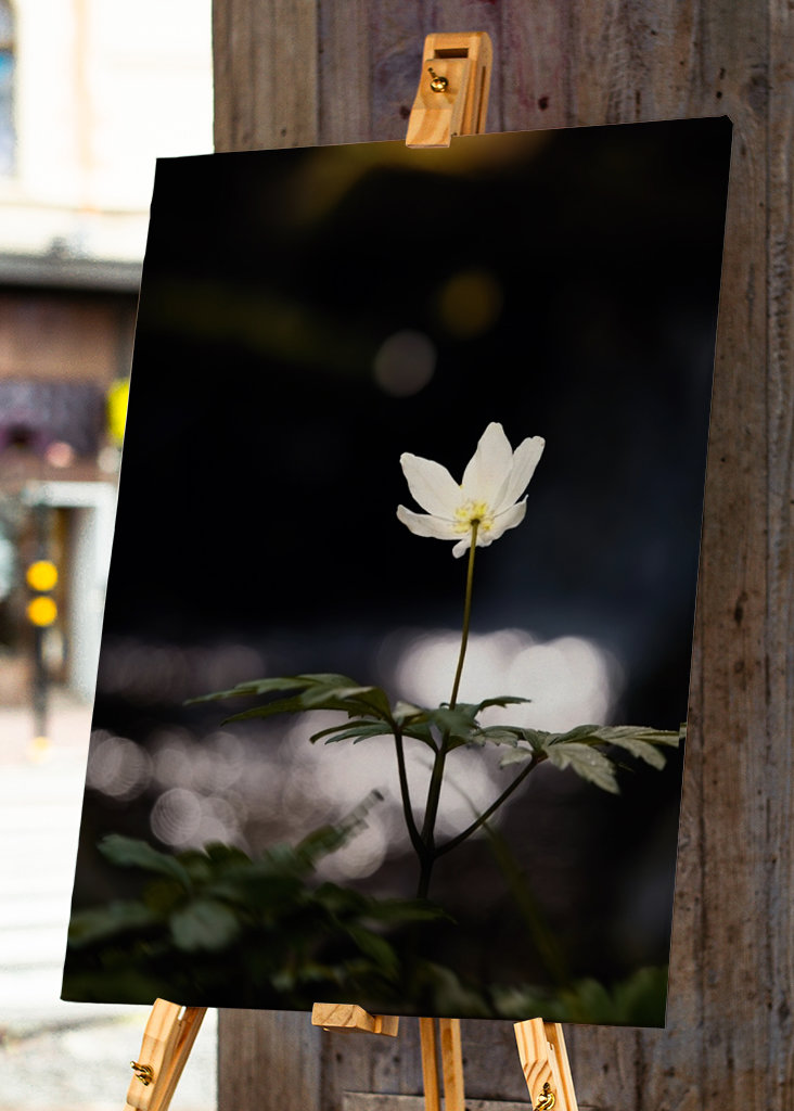 Anemoni in riva al fiume