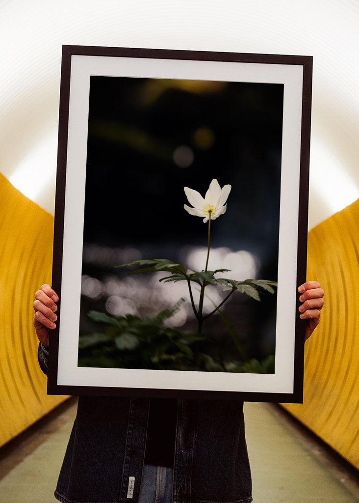 Anemoni in riva al fiume