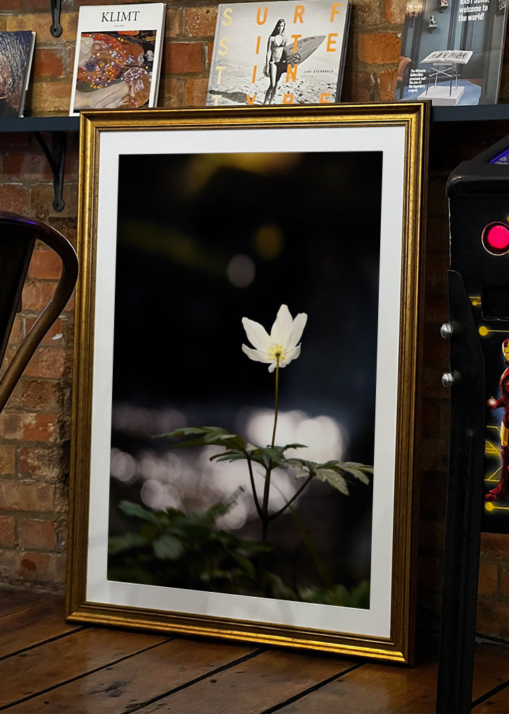 Anemoni in riva al fiume