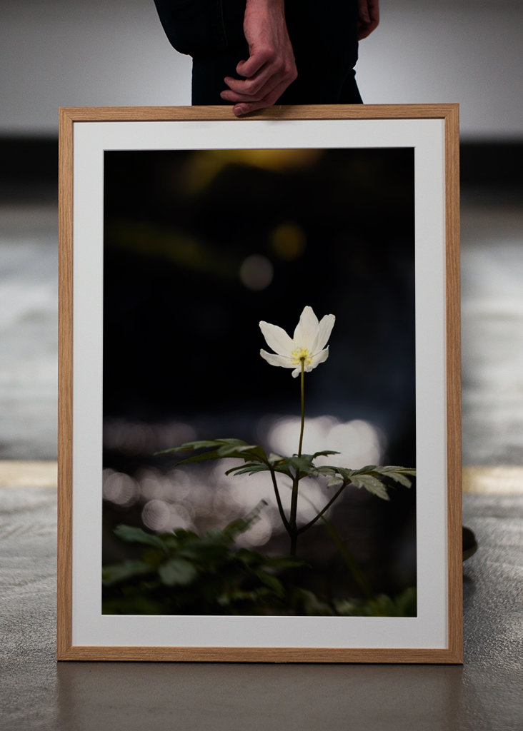 Anemoni in riva al fiume