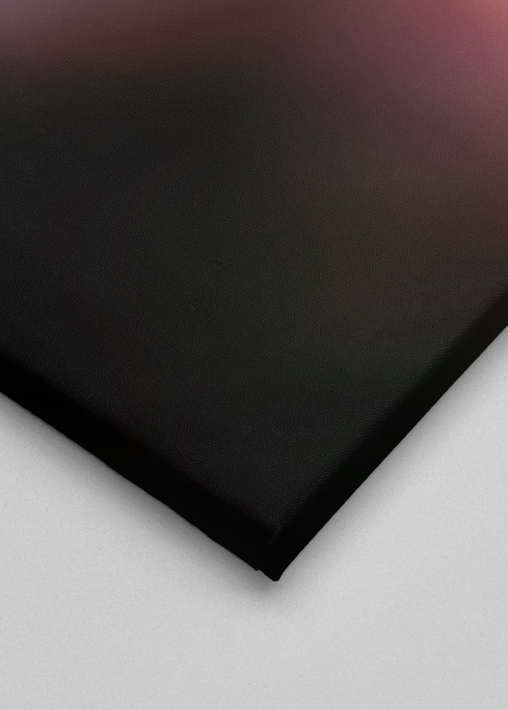 Tulipán ve večerním světle