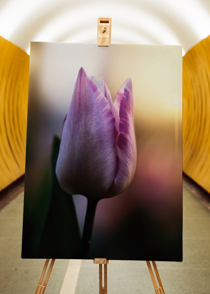 Tulipán ve večerním světle