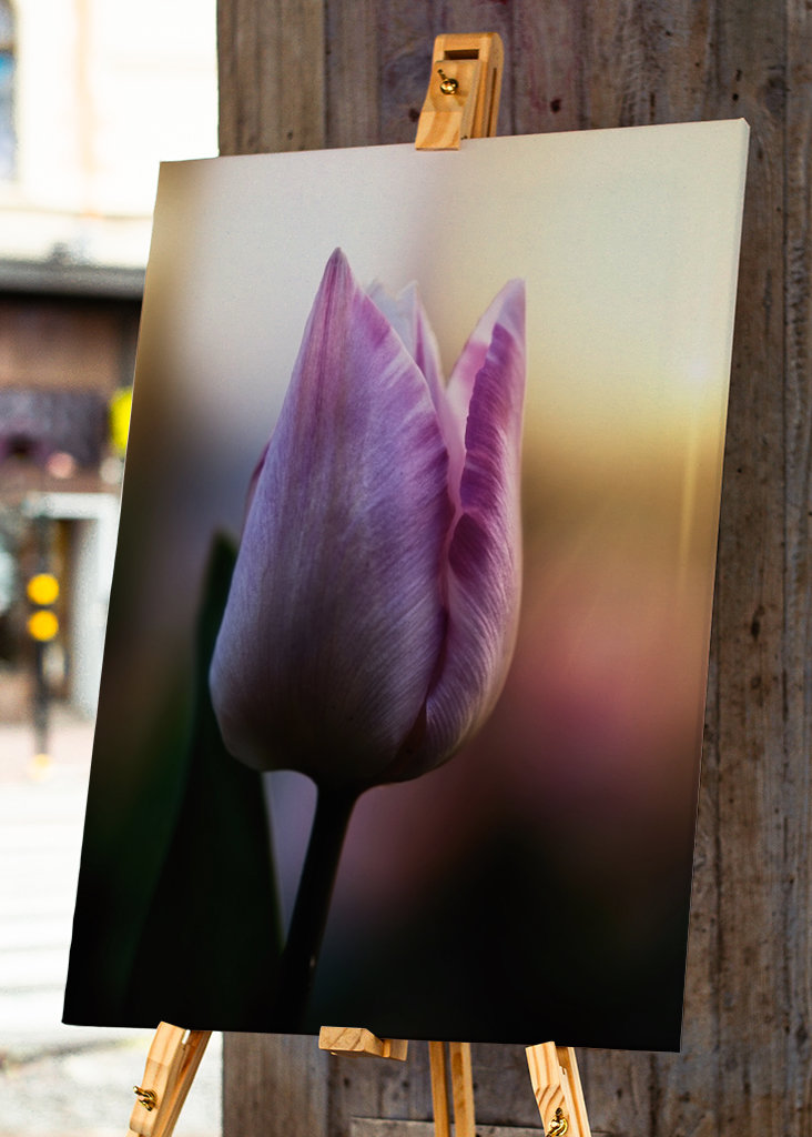 Tulipán ve večerním světle