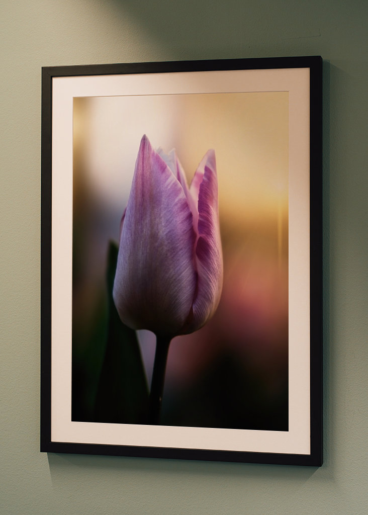 Tulipán ve večerním světle