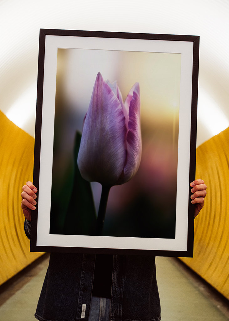 Tulipán ve večerním světle