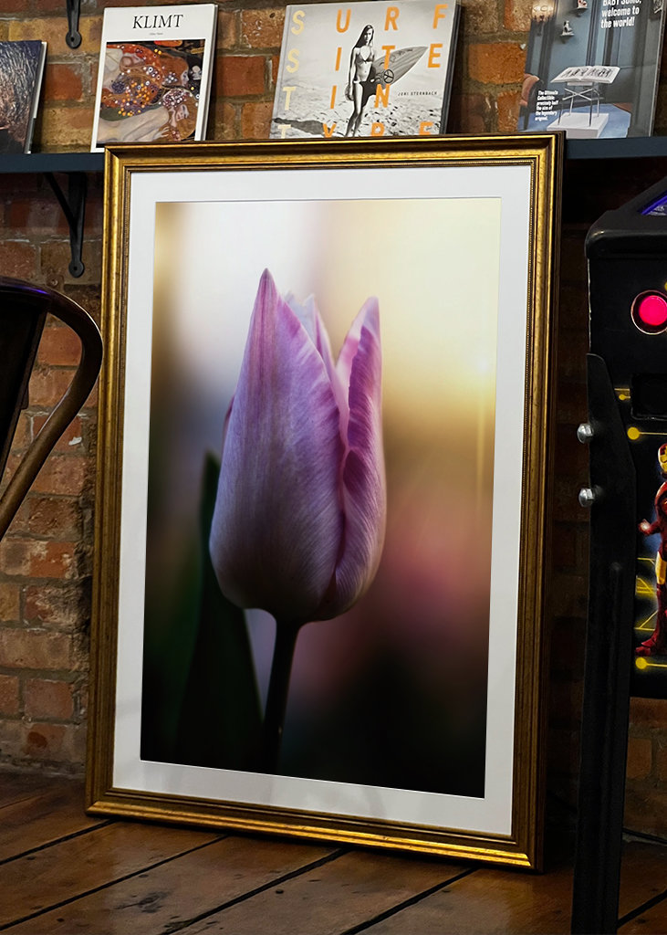 Tulipán ve večerním světle