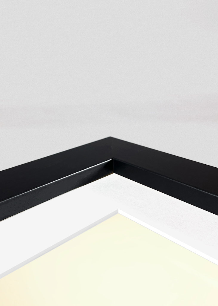 Tulipán ve večerním světle