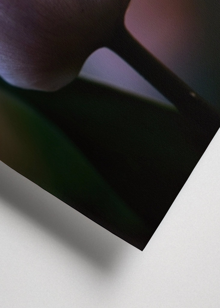 Tulipán ve večerním světle